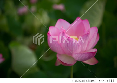蓮花蓮花 38743111