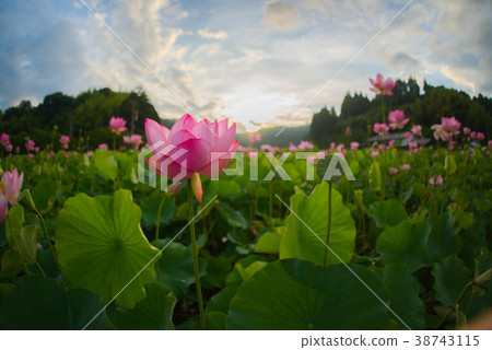 蓮花蓮花日出藍天 38743115