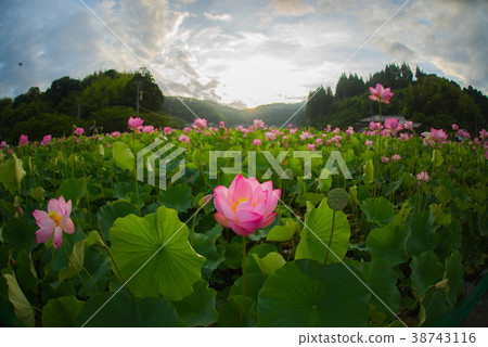 蓮花蓮花日出藍天 蓮花蓮花日出藍天 38743116