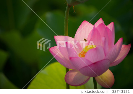 蓮花蓮花蜂蜂甲蟲 38743121