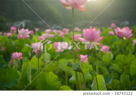 蓮花蓮花 38743122