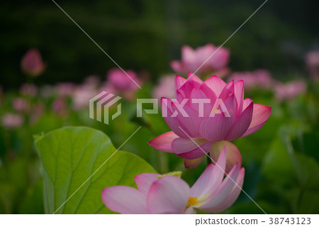 蓮花蓮花 38743123