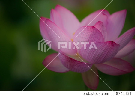 Lotus lotus flower Lotus lotus flower 38743131