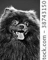 portrait of a dog 38743150