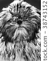 portrait of a dog 38743152