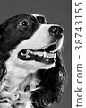 portrait of a dog 38743155
