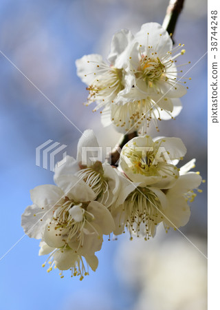 梅（滿月下垂） 38744248