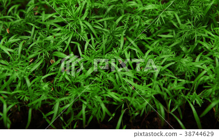 fresh fennel nature background fresh fennel nature background 38744629