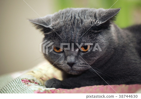 Cat Portrait home interior  38744630