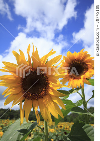 藍天和向日葵 38745189