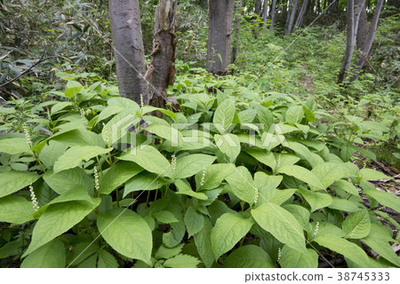 Futarishizuka札幌市 Futarishizuka札幌市 38745333