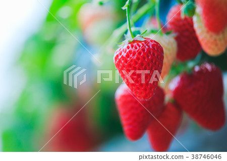 Strawberry field Strawberry field 38746046