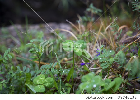 Arboretum, Wando County, Jeonnam 38746135