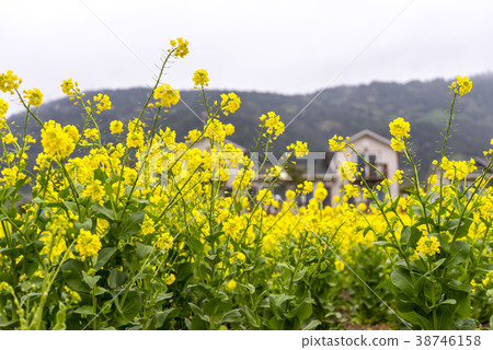 Cheansan-do，Wando-gun，Jeonnam 38746158