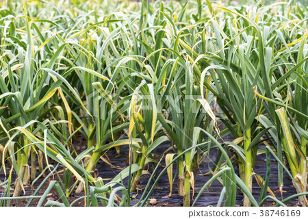 Cheongsan-do, Wando-gun, Jeonnam 38746169