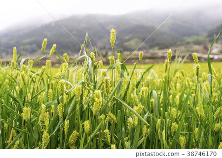 Cheongsan-do, Wando-gun, Jeonnam Cheongsan-do, Wando-gun, Jeonnam 38746170