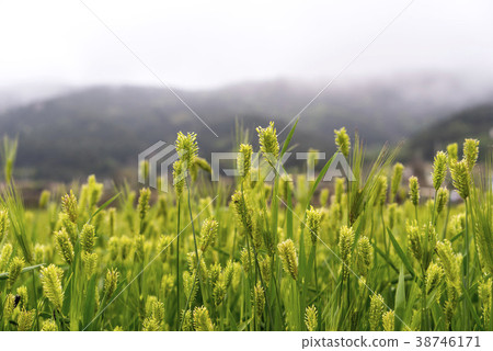 Cheongsan-do, Wando-gun, Jeonnam 38746171