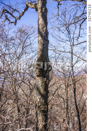 Jirisan, Hamyang-gun, Gyeongnam 38746216