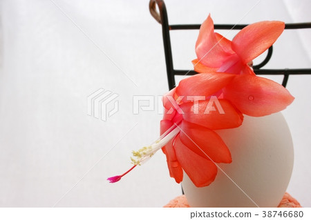 Cactus flower Cactus flower 38746680
