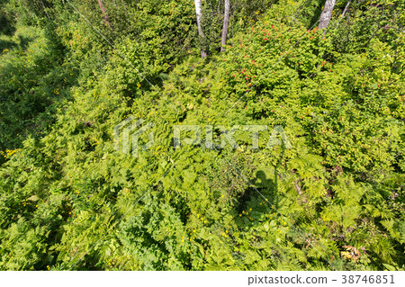 Dense forests in Altai Mountains in summer Dense forests in Altai Mountains in summer 38746851