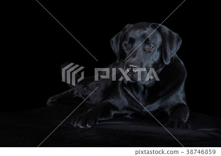 Beautiful young male dog labrador breed on black Beautiful young male dog labrador breed on black 38746859