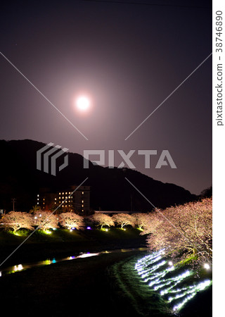 Kawazu櫻花樹在Minamiizu 38746890