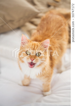 red tabby cat mewing in bed at home 38747172