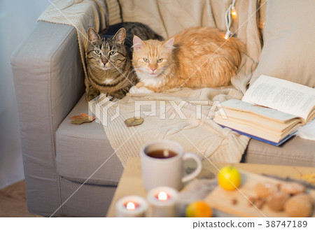 two cats lying on sofa at home 38747189
