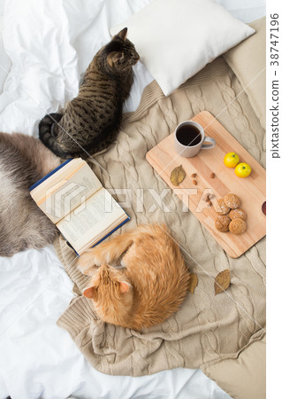 two cats lying on blanket at home in autumn two cats lying on blanket at home in autumn 38747196