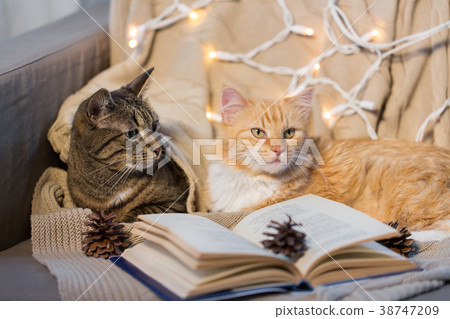 two cats lying on sofa with book at home two cats lying on sofa with book at home 38747209