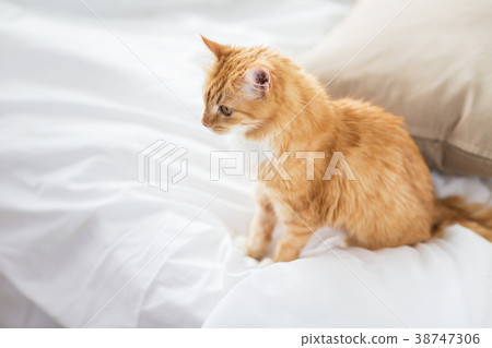 red tabby cat at home in bed red tabby cat at home in bed 38747306