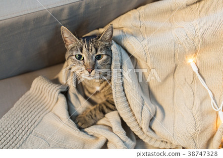 tabby cat lying on blanket at home in winter tabby cat lying on blanket at home in winter 38747328