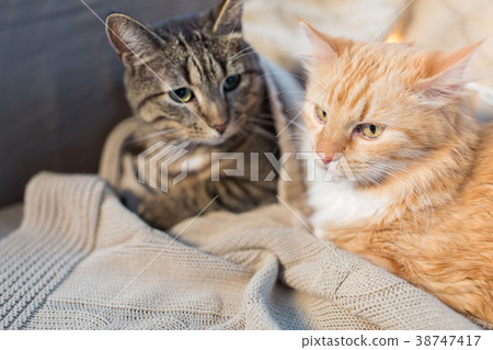 two cats lying with blanket at home two cats lying with blanket at home 38747417
