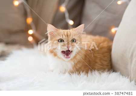 red tabby cat mewing on sofa and sheepskin at home 38747481