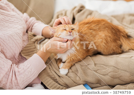 close up of owner stroking red cat in bed at home 38749759