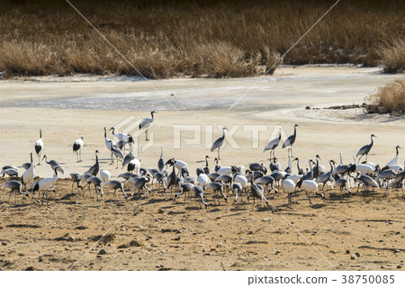 Crane, Cheolwon-gun, Gangwon-do 38750085