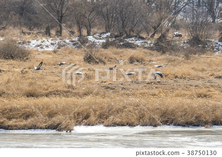 Crane, Cheolwon-gun, Gangwon-do Crane, Cheolwon-gun, Gangwon-do 38750130