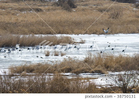 Crane, Cheolwon-gun, Gangwon-do 38750131
