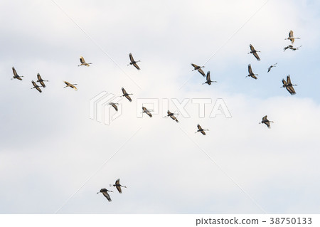 Crane, Cheolwon-gun, Gangwon-do 38750133