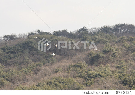 Crane, Cheolwon-gun, Gangwon-do 38750134