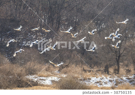 Crane, Cheolwon-gun, Gangwon-do 38750135