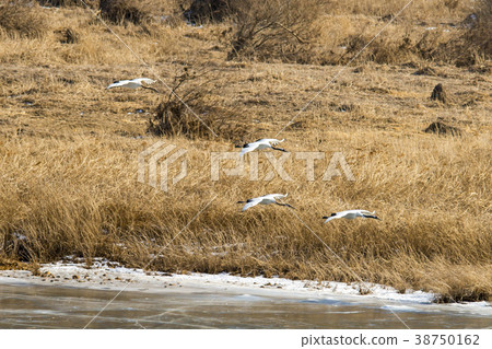 Crane, Cheolwon-gun, Gangwon-do 38750162