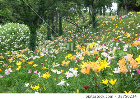 Lily Park 38750234
