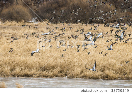 Mallard, Cranes, Cheorwon-gun, Gangwon-do 38750349