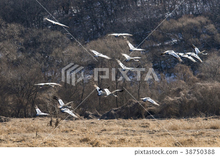 起重機,Cheolwon-gun,江原道 起重機,Cheolwon-gun,江原道 38750388