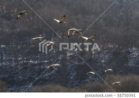 起重機，Cheolwon-gun，江原道 38750391