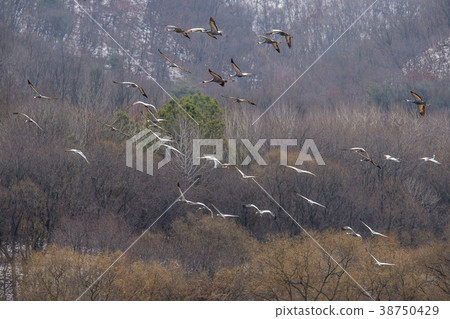 Crane, Cheolwon-gun, Gangwon-do 38750429