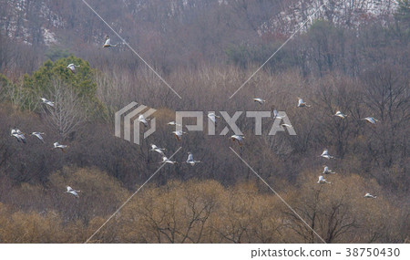 Crane, Cheolwon-gun, Gangwon-do Crane, Cheolwon-gun, Gangwon-do 38750430