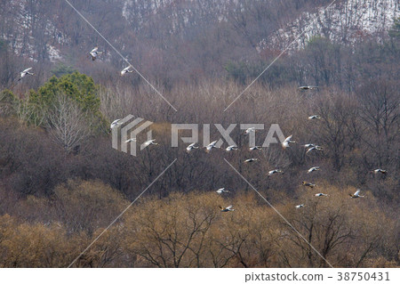 Crane, Cheolwon-gun, Gangwon-do Crane, Cheolwon-gun, Gangwon-do 38750431