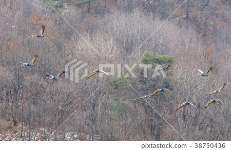 Crane, Cheolwon-gun, Gangwon-do 38750436